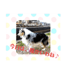 コリー犬のつぶやき（個別スタンプ：7）