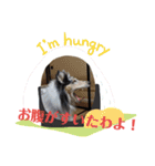 コリー犬のつぶやき（個別スタンプ：8）