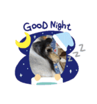 コリー犬のつぶやき（個別スタンプ：9）