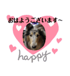 コリー犬のつぶやき（個別スタンプ：12）