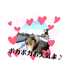 コリー犬のつぶやき（個別スタンプ：13）