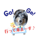 コリー犬のつぶやき（個別スタンプ：14）