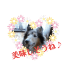 コリー犬のつぶやき（個別スタンプ：15）