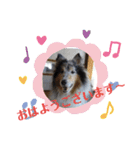 コリー犬のつぶやき（個別スタンプ：16）