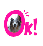 コリー犬のつぶやき（個別スタンプ：17）
