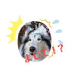 コリー犬のつぶやき（個別スタンプ：18）