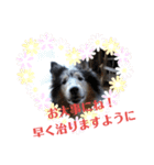 コリー犬のつぶやき（個別スタンプ：19）