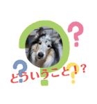 コリー犬のつぶやき（個別スタンプ：22）