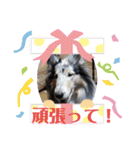 コリー犬のつぶやき（個別スタンプ：23）