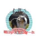 コリー犬のつぶやき（個別スタンプ：25）