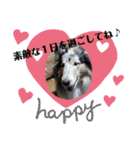 コリー犬のつぶやき（個別スタンプ：26）