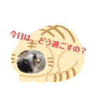 コリー犬のつぶやき（個別スタンプ：27）