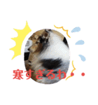 コリー犬のつぶやき（個別スタンプ：28）