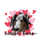 コリー犬のつぶやき（個別スタンプ：32）