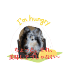 コリー犬のつぶやき（個別スタンプ：33）