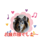 コリー犬のつぶやき（個別スタンプ：35）