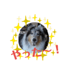 コリー犬のつぶやき（個別スタンプ：36）