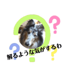 コリー犬のつぶやき（個別スタンプ：38）