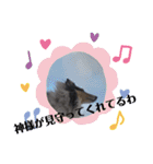 コリー犬のつぶやき（個別スタンプ：39）