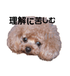 トイプードル ここてん2（個別スタンプ：5）