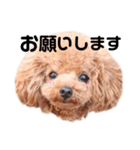 トイプードル ここてん2（個別スタンプ：13）
