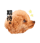 トイプードル ここてん2（個別スタンプ：16）