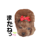 トイプードル ここてん2（個別スタンプ：19）