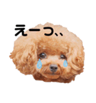 トイプードル ここてん2（個別スタンプ：31）