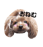 トイプードル ここてん2（個別スタンプ：34）