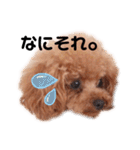 トイプードル ここてん2（個別スタンプ：39）