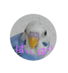 インコのぺたチャン（個別スタンプ：1）