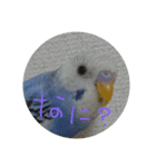 インコのぺたチャン（個別スタンプ：2）