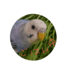 インコのぺたチャン（個別スタンプ：3）