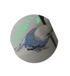 インコのぺたチャン（個別スタンプ：4）