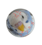 インコのぺたチャン（個別スタンプ：5）
