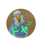 インコのぺたチャン（個別スタンプ：6）