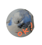 インコのぺたチャン（個別スタンプ：7）
