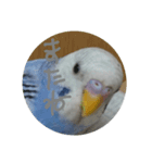 インコのぺたチャン（個別スタンプ：8）