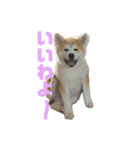 秋田犬 きなとらPART3（個別スタンプ：1）