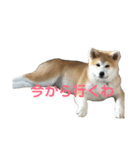 秋田犬 きなとらPART3（個別スタンプ：3）