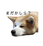 秋田犬 きなとらPART3（個別スタンプ：4）