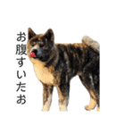 秋田犬 きなとらPART3（個別スタンプ：5）