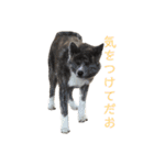 秋田犬 きなとらPART3（個別スタンプ：6）