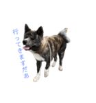 秋田犬 きなとらPART3（個別スタンプ：7）
