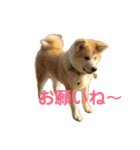 秋田犬 きなとらPART3（個別スタンプ：10）