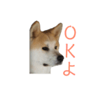 秋田犬 きなとらPART3（個別スタンプ：11）