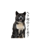 秋田犬 きなとらPART3（個別スタンプ：12）