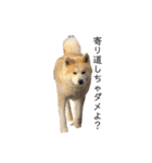 秋田犬 きなとらPART3（個別スタンプ：13）