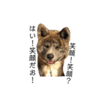 秋田犬 きなとらPART3（個別スタンプ：16）