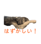 食いしん坊 チッチ2（個別スタンプ：7）